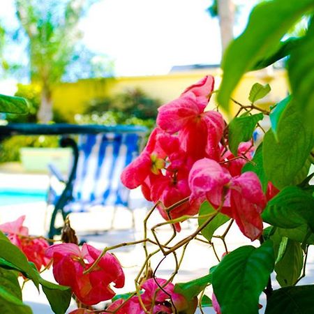 Golden Sands Hotel Κράιστ Τσερτς Εξωτερικό φωτογραφία
